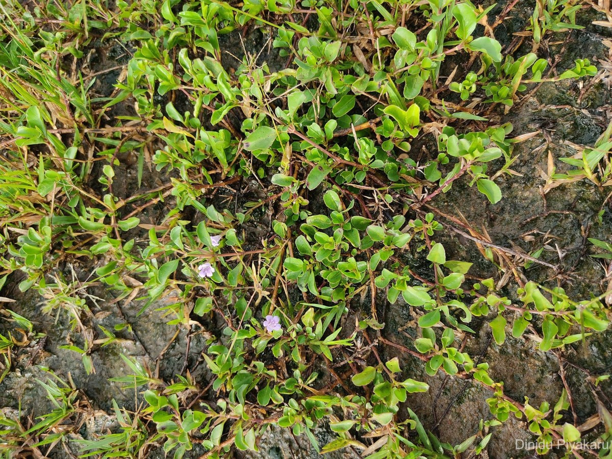 Dyschoriste madurensis (Burm.f.) Kuntze